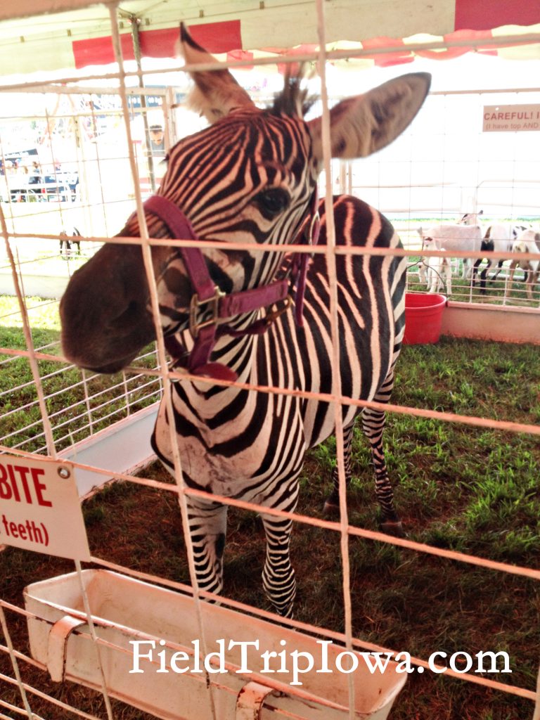 ZebraIowaStateFairPettingZoo Field Trip Iowa